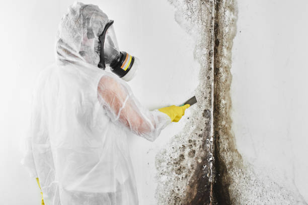 Best Certified Mold Removal  in Fishhook, AK