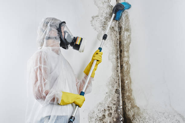 Best Mold Damage Repair  in Fishhook, AK