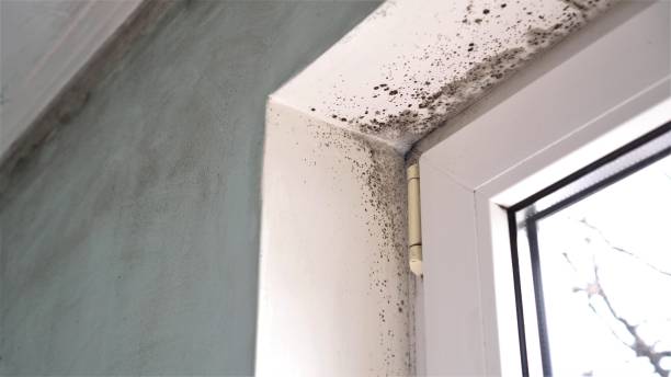 Best Toxic Mold Removal  in Fishhook, AK