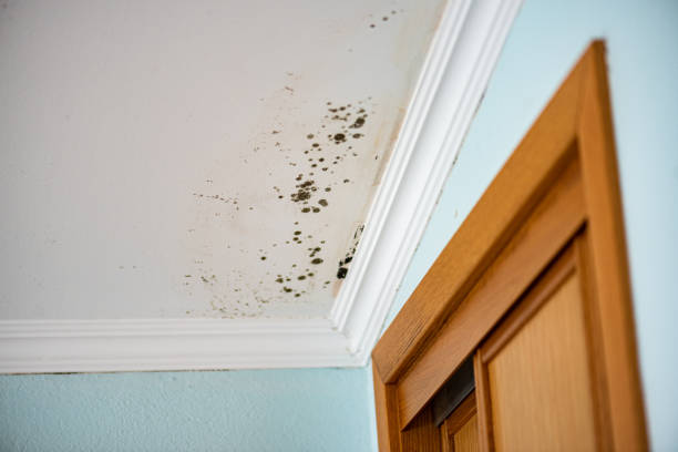 Attic Mold Removal in Fishhook, AK