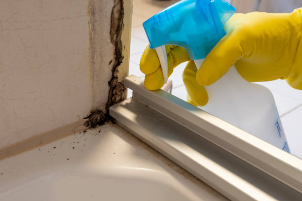 Best Mold Damage Repair  in Fishhook, AK