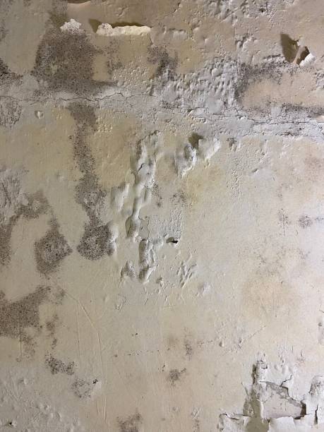 Best Same-Day Mold Removal  in Fishhook, AK