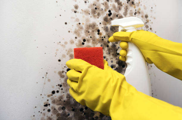 Best Mold Testing  in Fishhook, AK