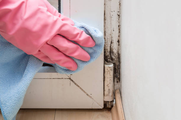 Best Mold Removal and Inspection  in Fishhook, AK